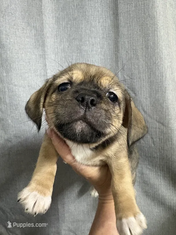 Ladonna – Jack Russell Terrier, Shih Tzu puppy for sale in Dover, FL