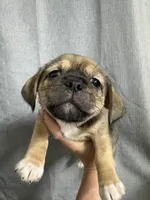 Ladonna, a female Jack Russell Terrier and Shih Tzu for sale in Dover, FL – 1 of 3