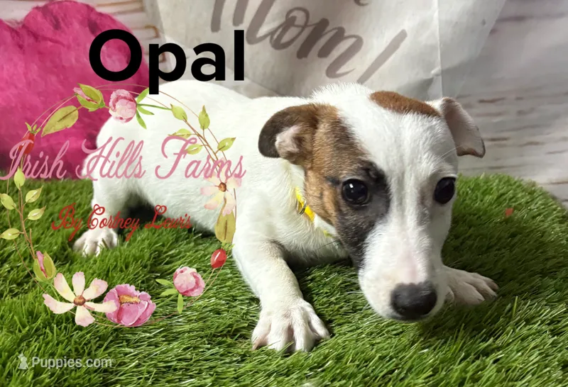 Opal – Jack Russell Terrier puppy for sale in Dover, FL