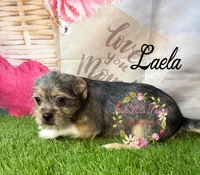 Laela, a female Jack Russell Terrier and Shih Tzu for sale in Dover, FL – 1 of 8