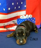 Zara, a female Doberman Pinscher for sale in Dover, FL – 5 of 5