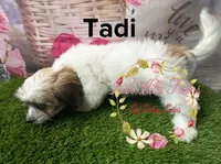 Tadi, a female Maltese and Shih Tzu for sale in Dover, FL – 2 of 3