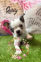 Quincy, a male Boston Terrier for sale in Dover, FL – 6 of 6
