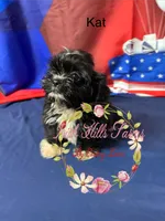 Kat, a female Maltese and Shih Tzu for sale in Dover, FL – 2 of 6