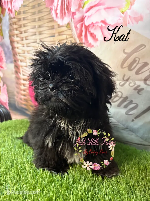 Kat – Maltese, Shih Tzu puppy for sale in Dover, FL
