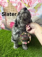 Slater, a male Poodle - Miniature  for sale in Dover, FL – 5 of 6