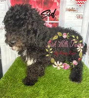 Sid, a male Poodle - Miniature  for sale in Dover, FL – 3 of 5