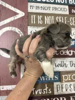 Milo, a male Shih Tzu for sale in Dover, FL – 3 of 4