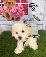 Tajo, a female Maltese and Shih Tzu for sale in Dover, FL – 3 of 7