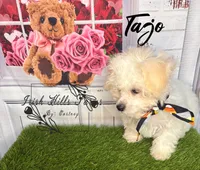 Tajo, a female Maltese and Shih Tzu for sale in Dover, FL – 6 of 7