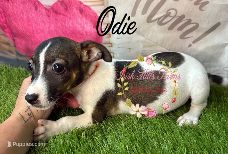 Odie – Jack Russell Terrier puppy for sale in Dover, FL
