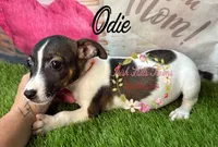 Odie, a female Jack Russell Terrier for sale in Dover, FL – 1 of 9