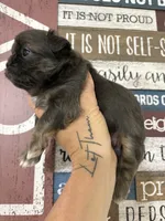 Mitch, a male Shih Tzu for sale in Dover, FL – 7 of 8