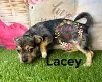 Lacey, a female Jack Russell Terrier and Shih Tzu for sale in Dover, FL – 7 of 7