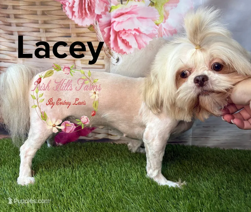 Lacey – Shih Tzu puppy for sale in Dover, FL