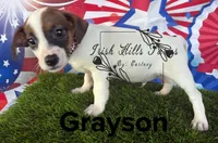 Grayson, a male Jack Russell Terrier for sale in Dover, FL – Photo 2 of 2