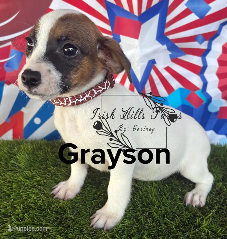 Grayson – Jack Russell Terrier puppy for sale in Dover, FL