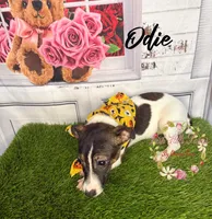 Odie, a female Jack Russell Terrier for sale in Dover, FL – 6 of 7