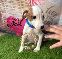 Nash, a male Jack Russell Terrier for sale in Dover, FL – 3 of 6