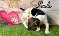 Paulie, a male Jack Russell Terrier for sale in Dover, FL – 4 of 5