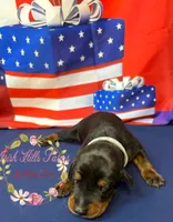 Zeus, a male Doberman Pinscher for sale in Dover, FL – 6 of 6