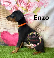 Enzo, a male Doberman Pinscher for sale in Dover, FL – 4 of 7