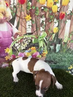 Ja’nae, a female Jack Russell Terrier for sale in Dover, FL – Photo 2 of 6