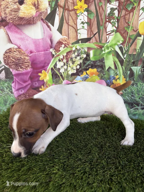 Ja’nae – Jack Russell Terrier puppy for sale in Dover, FL