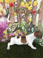 Ja’nae, a female Jack Russell Terrier for sale in Dover, FL – Photo 6 of 6