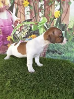 Ja’nae, a female Jack Russell Terrier for sale in Dover, FL – Photo 4 of 6