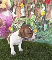 Ja’nae, a female Jack Russell Terrier for sale in Dover, FL – Photo 3 of 6