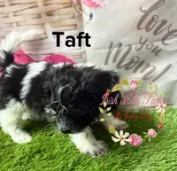 Taft, a male Maltese and Shih Tzu for sale in Dover, FL – 4 of 6