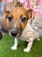 Pete, a male Jack Russell Terrier for sale in Dover, FL – 8 of 8