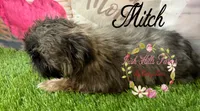 Mitch, a male Shih Tzu for sale in Dover, FL – 5 of 10