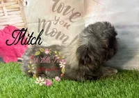 Mitch, a male Shih Tzu for sale in Dover, FL – 1 of 10