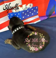 Apollo, a male Doberman Pinscher for sale in Dover, FL – 5 of 6
