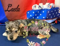 Laela, a female Jack Russell Terrier and Shih Tzu for sale in Dover, FL – 4 of 6