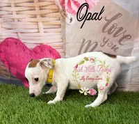 Opal, a female Jack Russell Terrier for sale in Dover, FL – 9 of 9