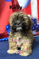 Kelly , a female Maltese and Shih Tzu for sale in Dover, FL – 9 of 9