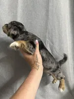 Laela, a female Jack Russell Terrier and Shih Tzu for sale in Dover, FL – 4 of 5