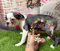 Qualls, a female Boston Terrier for sale in Dover, FL – 6 of 8