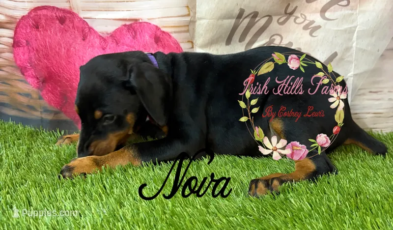 Nova – Doberman Pinscher puppy for sale in Dover, FL