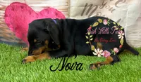 Nova, a female Doberman Pinscher for sale in Dover, FL – 1 of 2