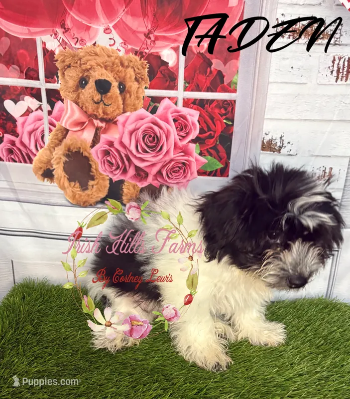 Taden – Maltese, Shih Tzu puppy for sale in Dover, FL