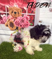 Taden, a male Maltese and Shih Tzu for sale in Dover, FL – 1 of 7