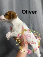 Oliver, a male Jack Russell Terrier for sale in Dover, FL – 5 of 6