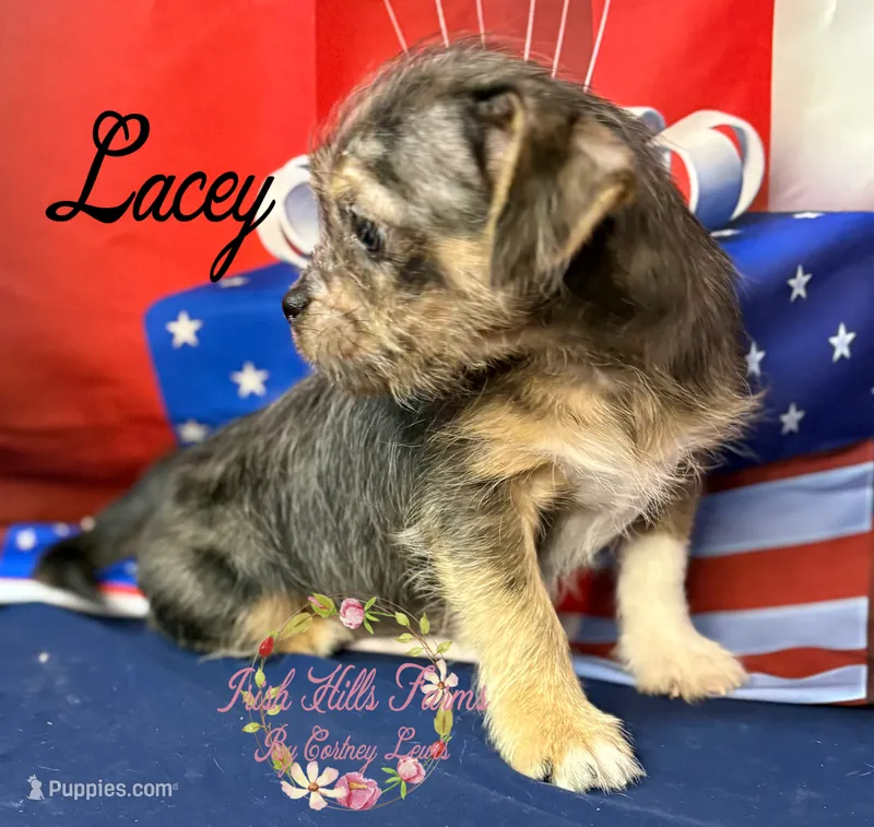 Lacey – Jack Russell Terrier, Shih Tzu puppy for sale in Dover, FL