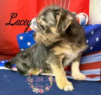 Lacey, a female Jack Russell Terrier and Shih Tzu for sale in Dover, FL – 1 of 7