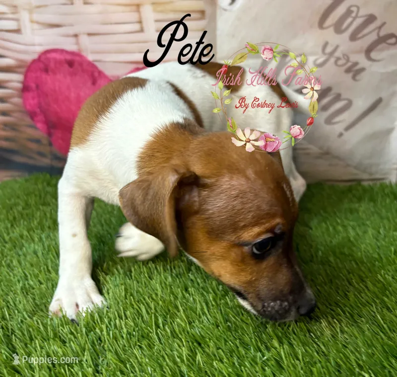 Pete – Jack Russell Terrier puppy for sale in Dover, FL