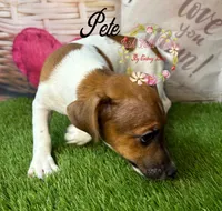 Pete, a male Jack Russell Terrier for sale in Dover, FL – 2 of 8